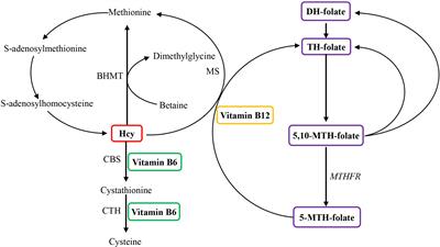 Inferring causal effects of homocysteine and B-vitamin concentrations on bone mineral density and fractures: Mendelian randomization analyses